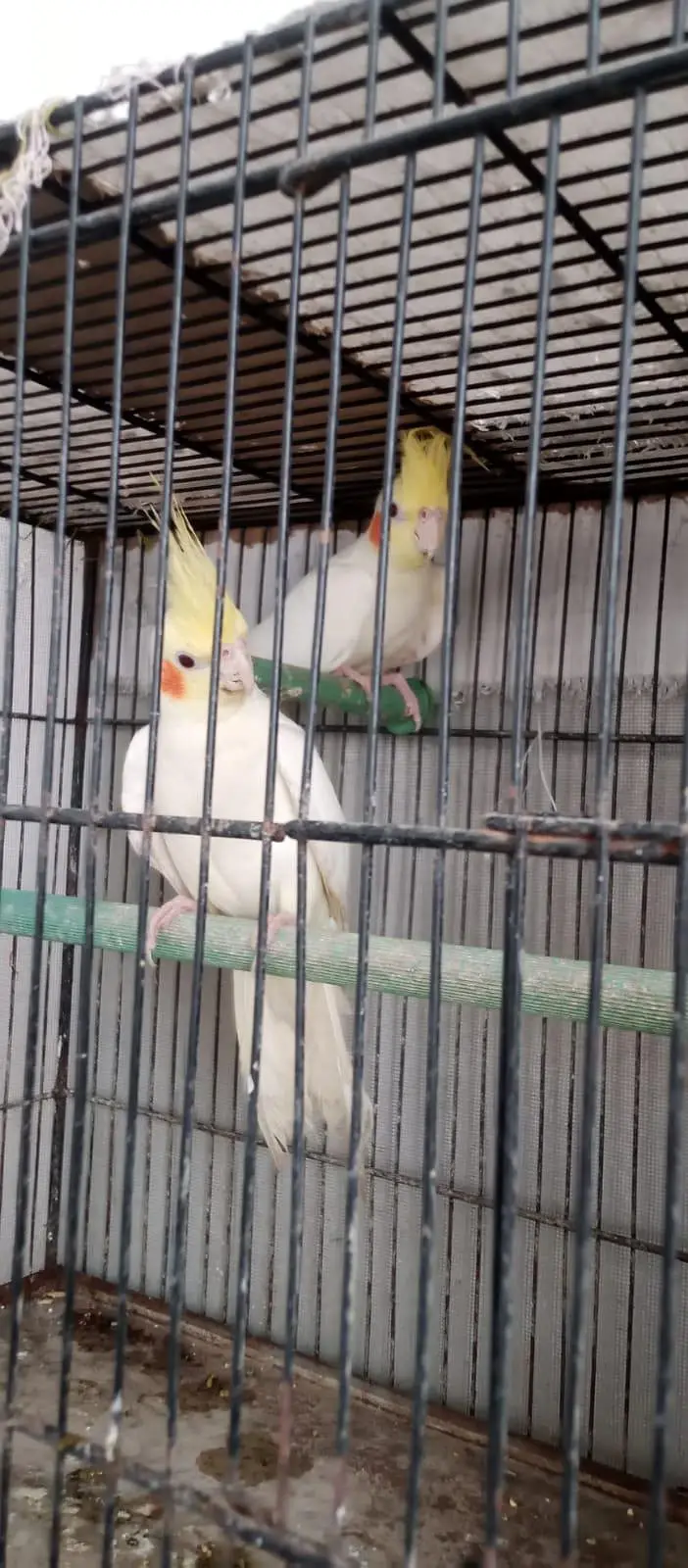 cream cockatiel — photo 3