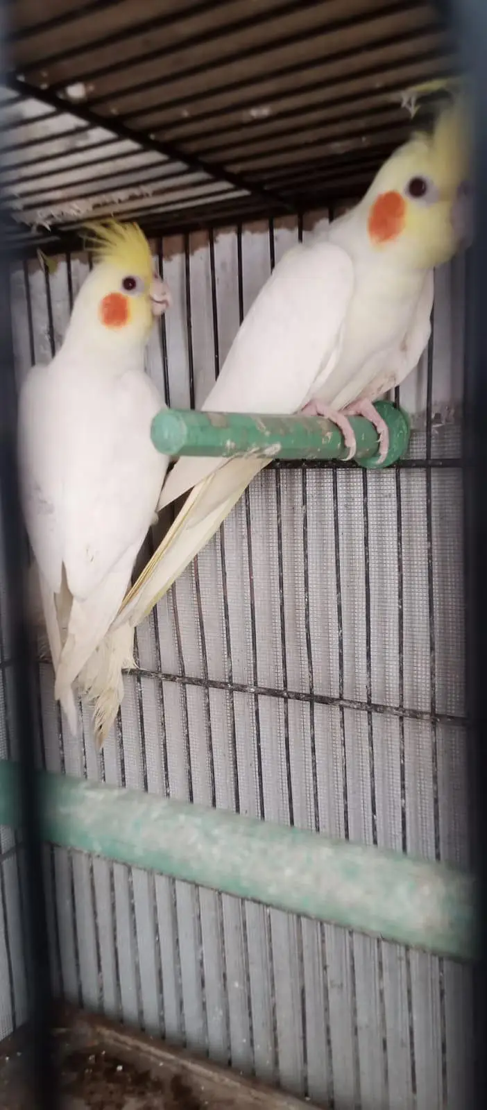cream cockatiel — photo 4