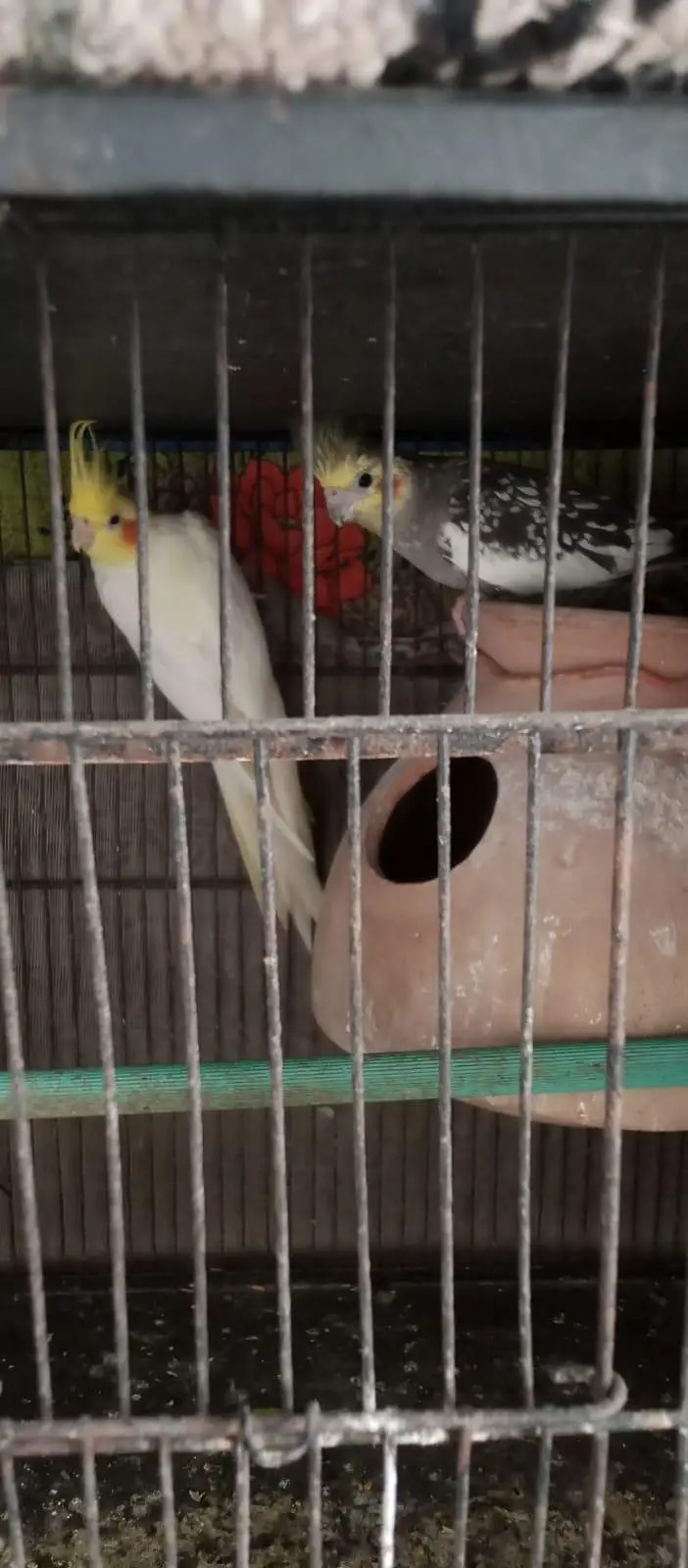 cream cockatiel — photo 5