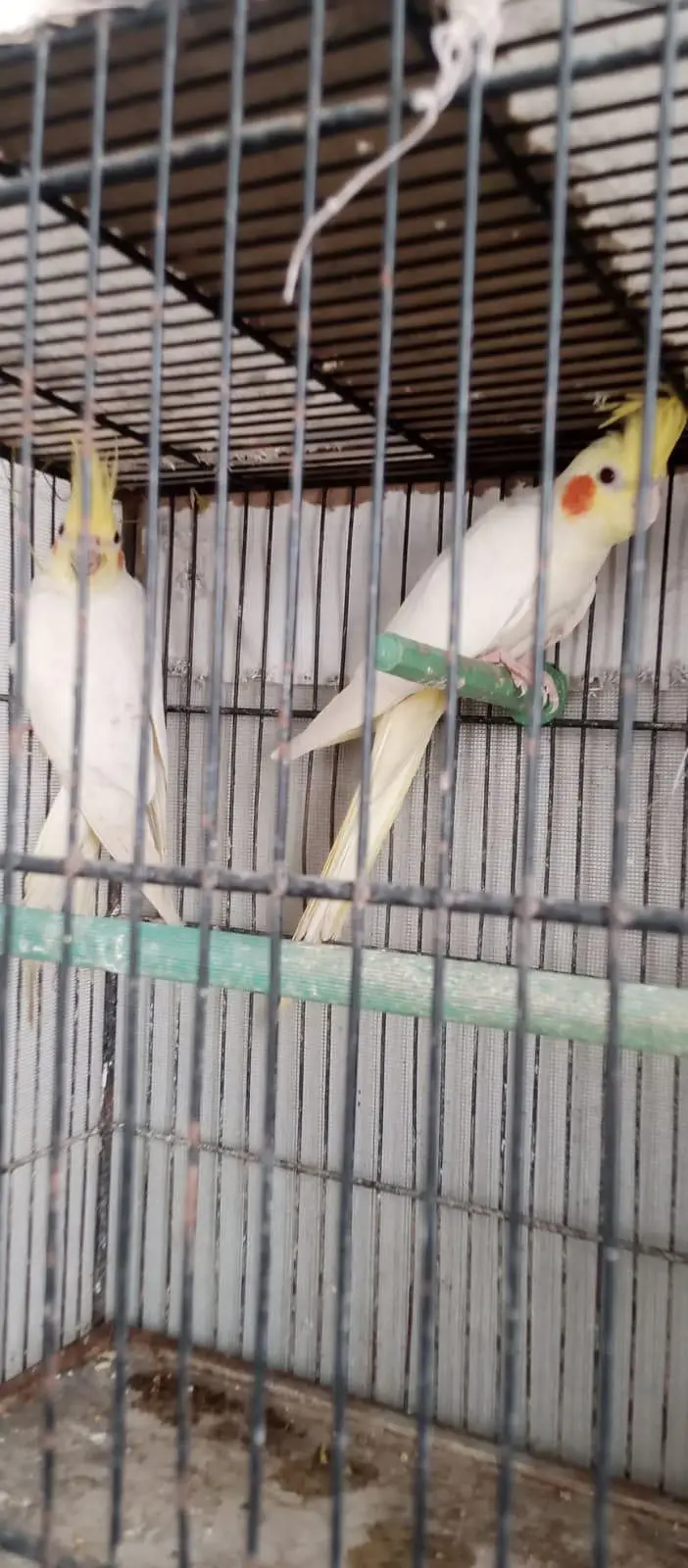 cream cockatiel — photo 6