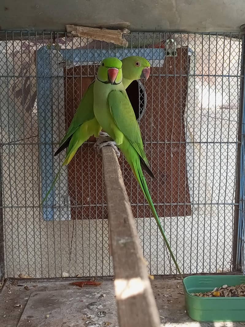ringneck 1