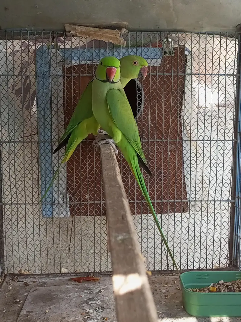 ringneck — photo 2