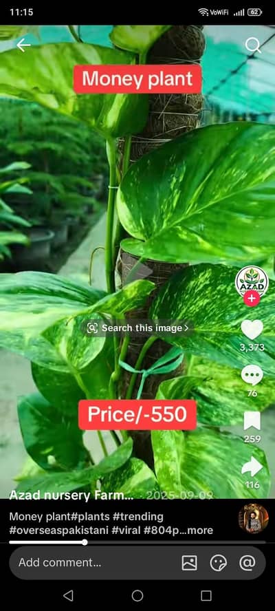 aoa masallh a healthy plants for sale