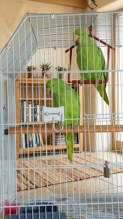 Beautiful Healthy Talking Parrot Sale