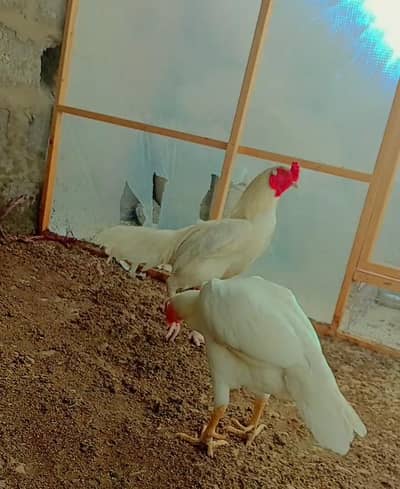 mia wali heera pair 03115873251