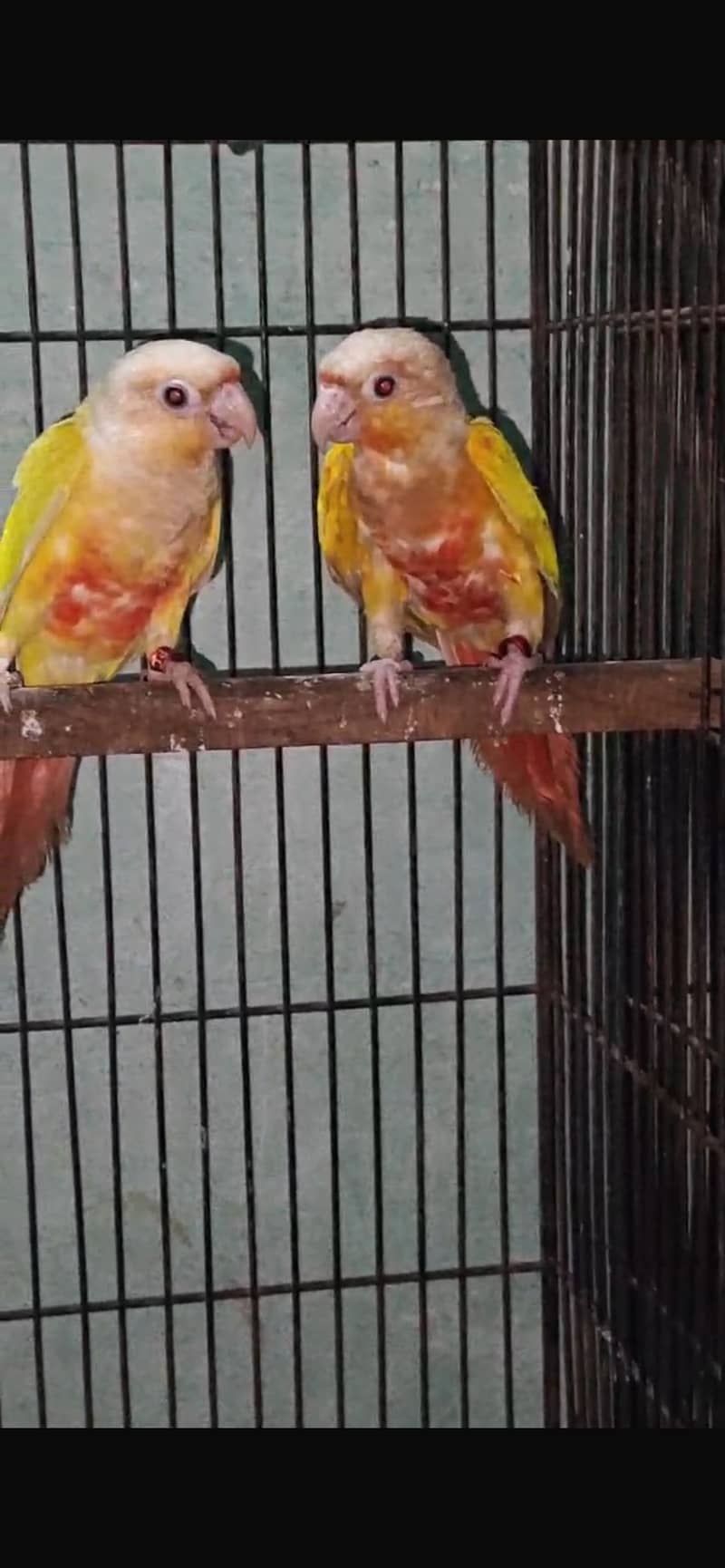 Suncheek conure pair with DNA 0