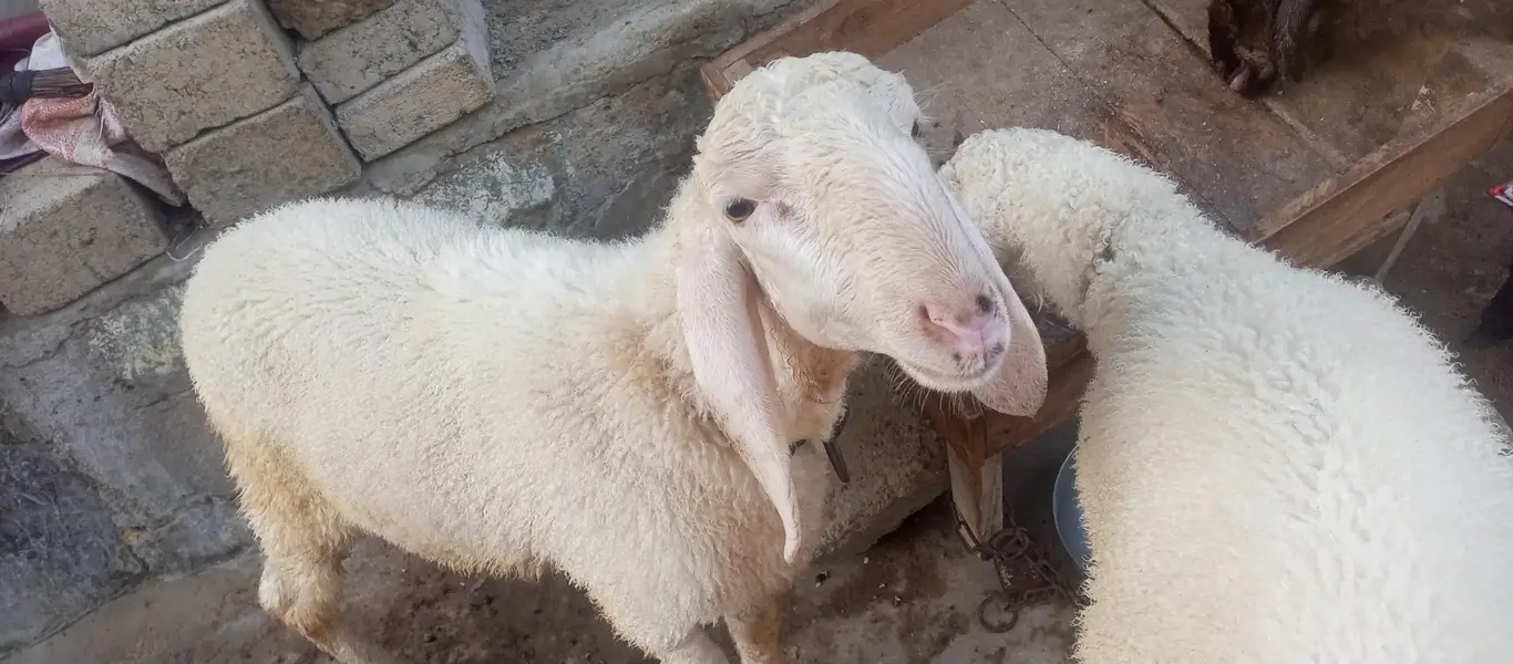 dumba han 2 dumba han 4 sa 5 months ka han — photo 2