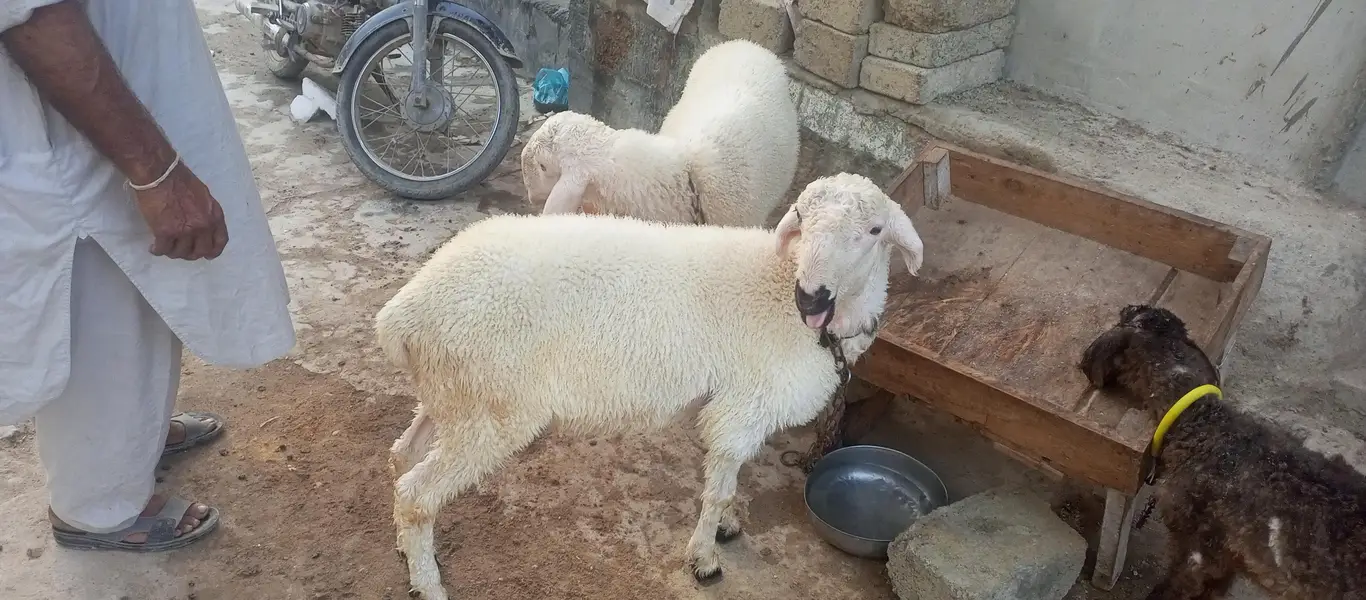 dumba han 2 dumba han 4 sa 5 months ka han — photo 3