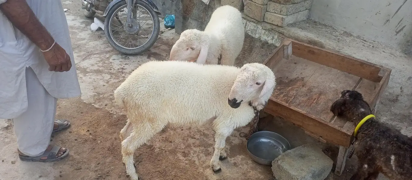 dumba han 2 dumba han 4 sa 5 months ka han — photo 4