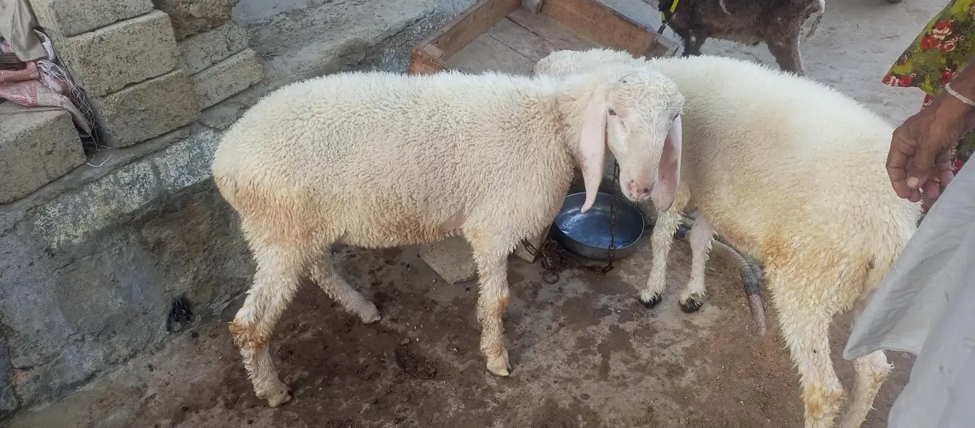 dumba han 2 dumba han 4 sa 5 months ka han — photo 5