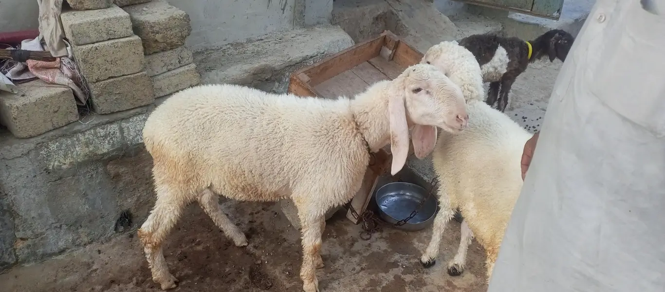 dumba han 2 dumba han 4 sa 5 months ka han — photo 6