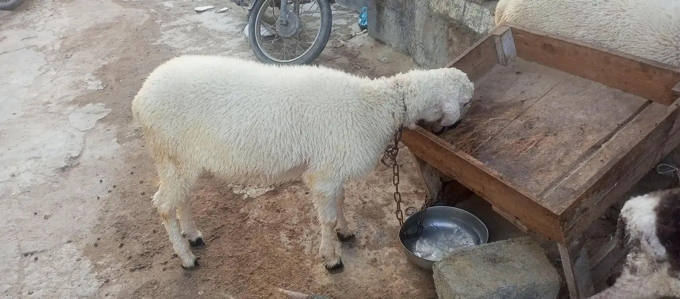 dumba han 2 dumba han 4 sa 5 months ka han — photo 8