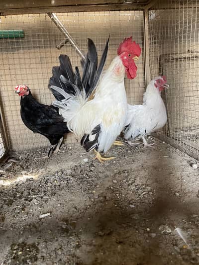 Pure black tail japinies pair