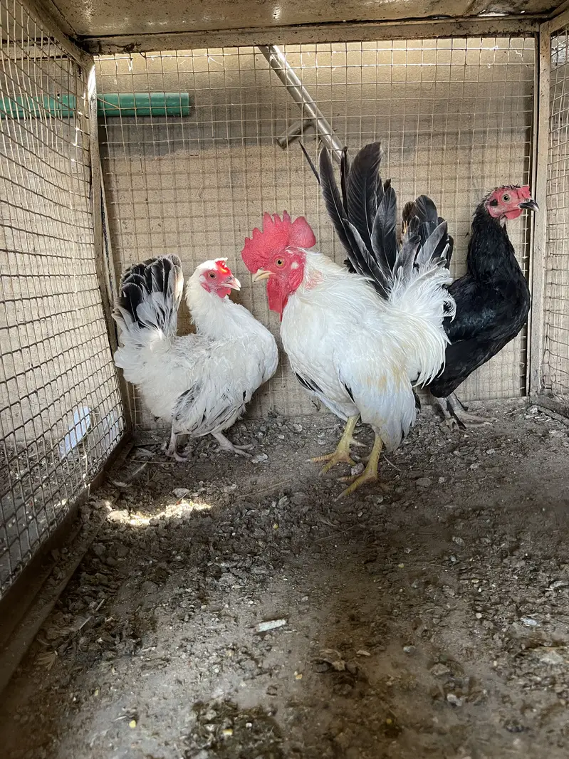 Pure black tail japinies pair — photo 2