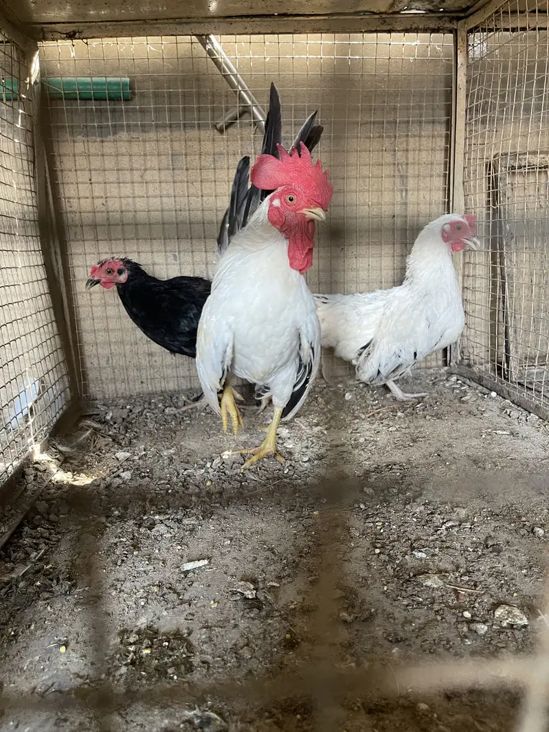 Pure black tail japinies pair — photo 3