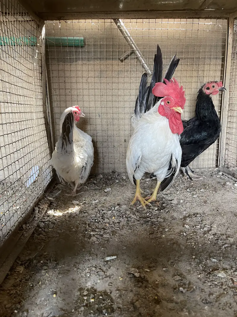 Pure black tail japinies pair — photo 4