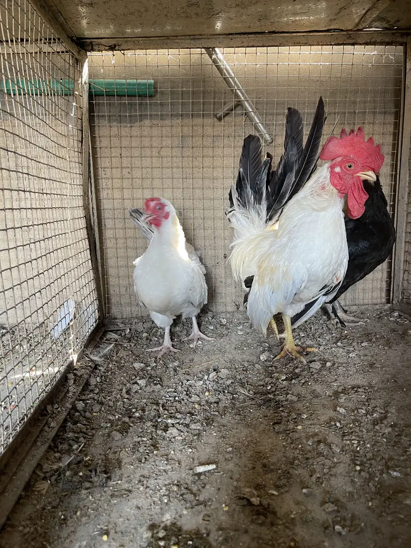 Pure black tail japinies pair — photo 5