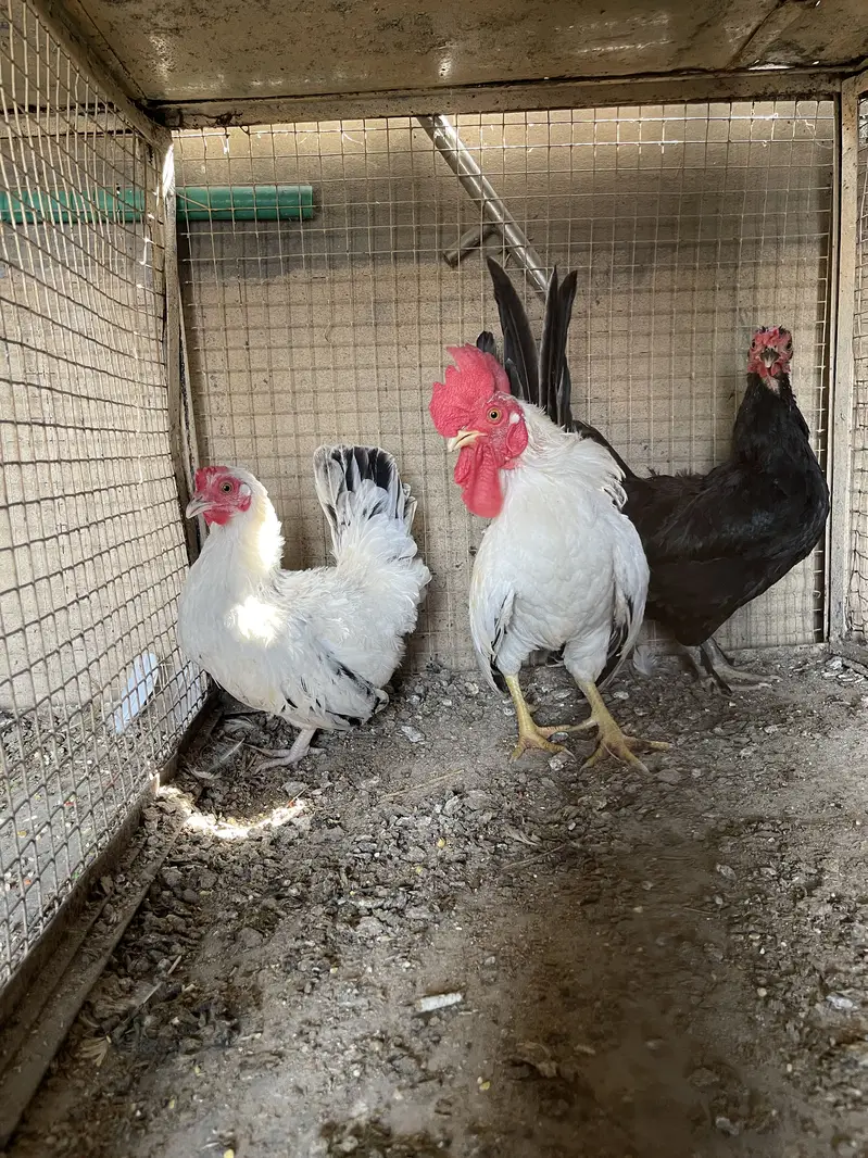 Pure black tail japinies pair — photo 6