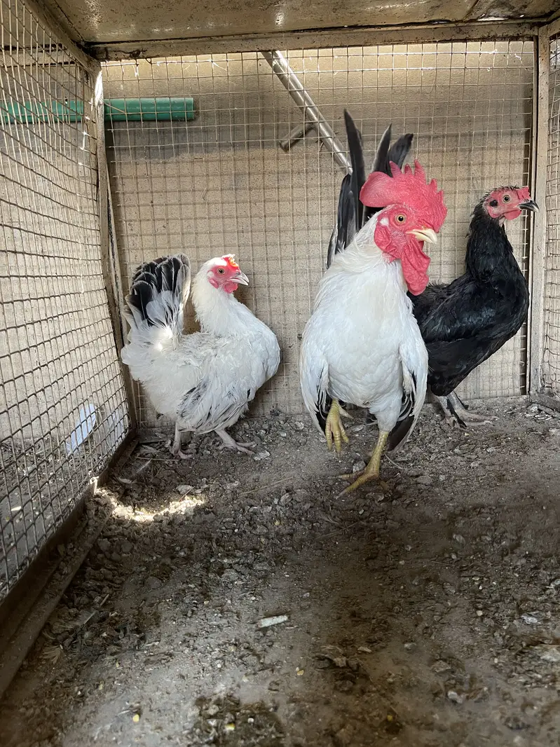 Pure black tail japinies pair — photo 7