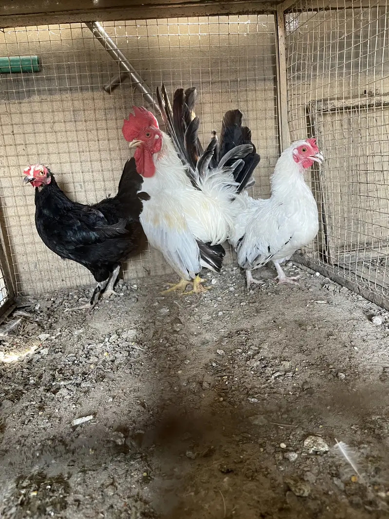 Pure black tail japinies pair — photo 8