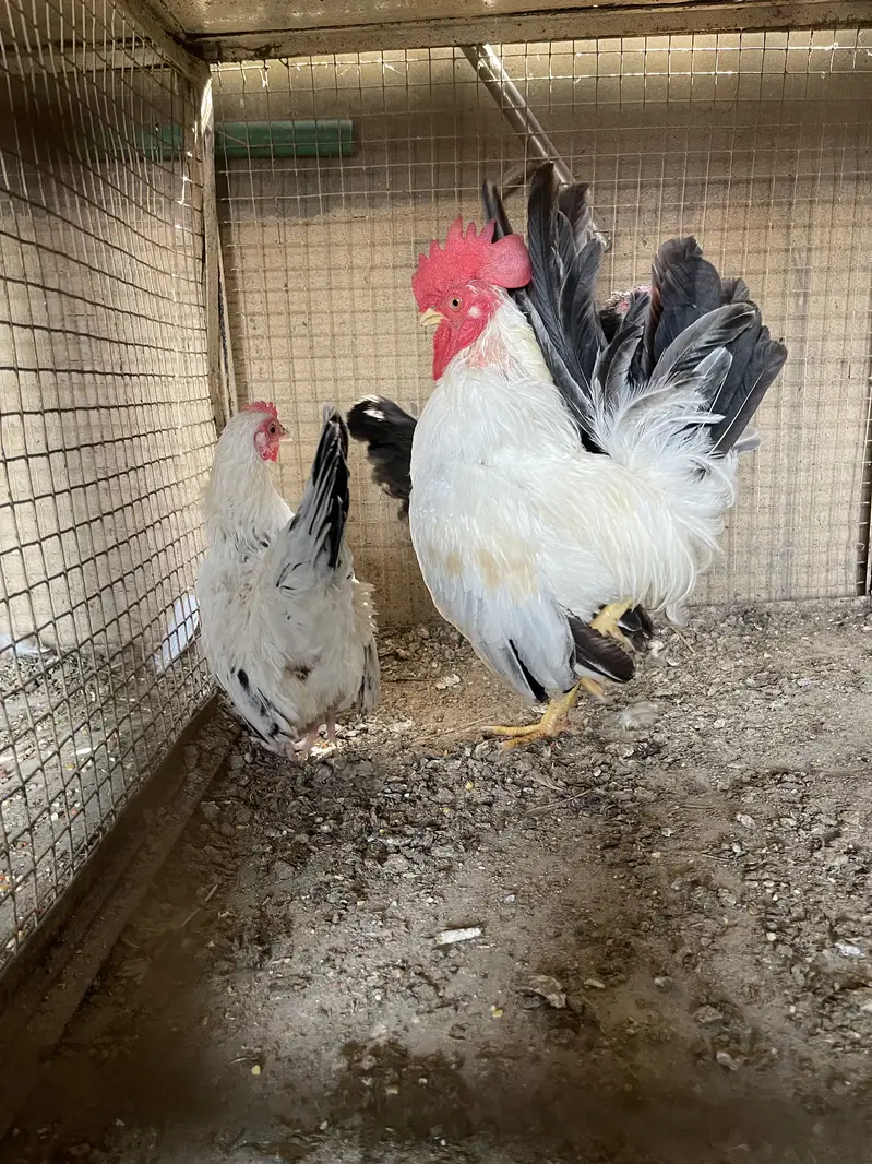 Pure black tail japinies pair — photo 9