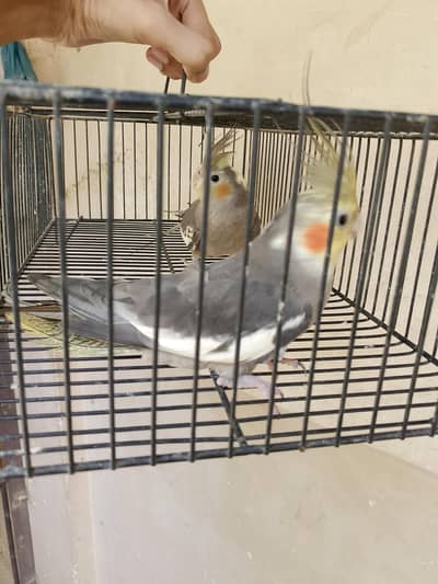 Sale Grey Cocktail