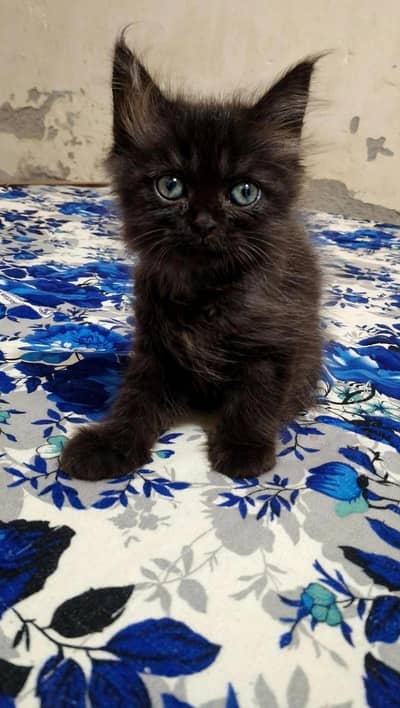 chinto Monti Robi kittens available 03144762823