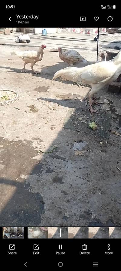 PAPER WHITE HEERY FOR SALE