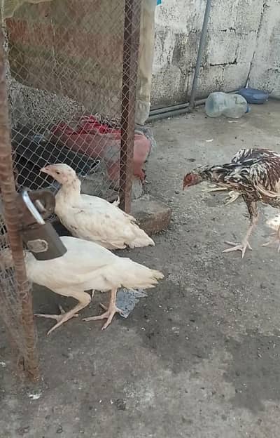 PAPER WHITE HEERY FOR SALE