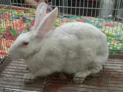 female rabbit for sale