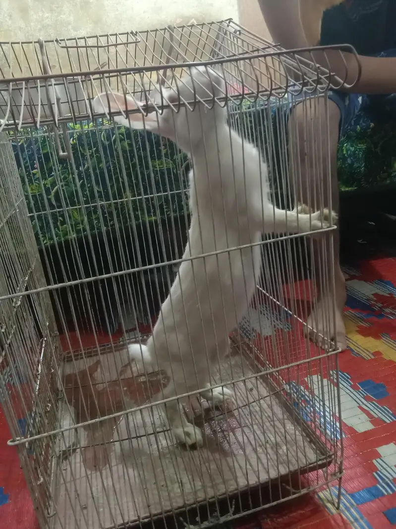 female rabbit for sale — photo 2