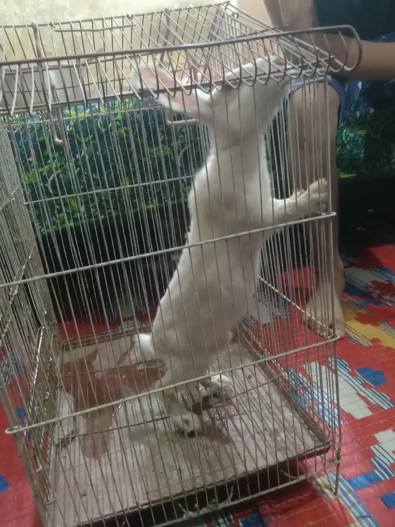 female rabbit for sale — photo 3