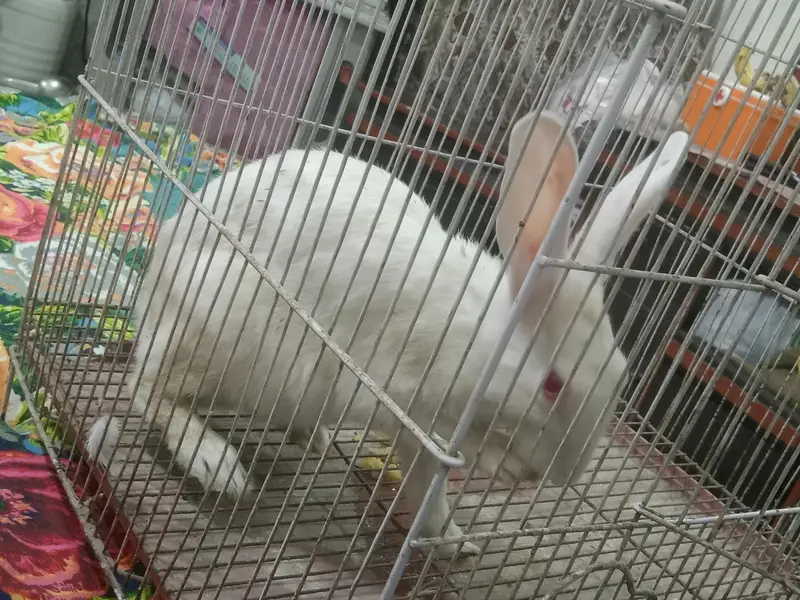 female rabbit for sale — photo 4