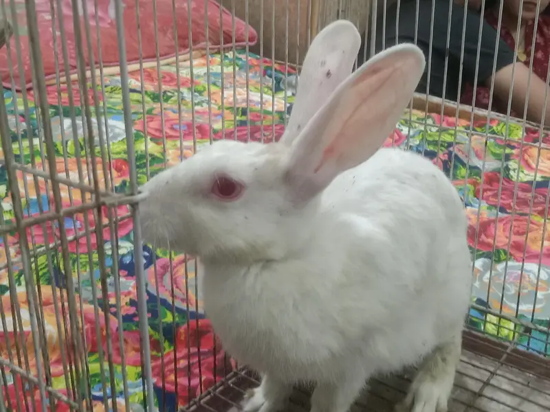 female rabbit for sale — photo 5