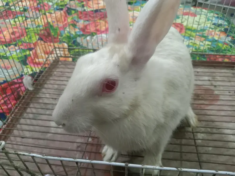 female rabbit for sale — photo 6