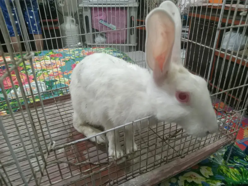 female rabbit for sale — photo 7