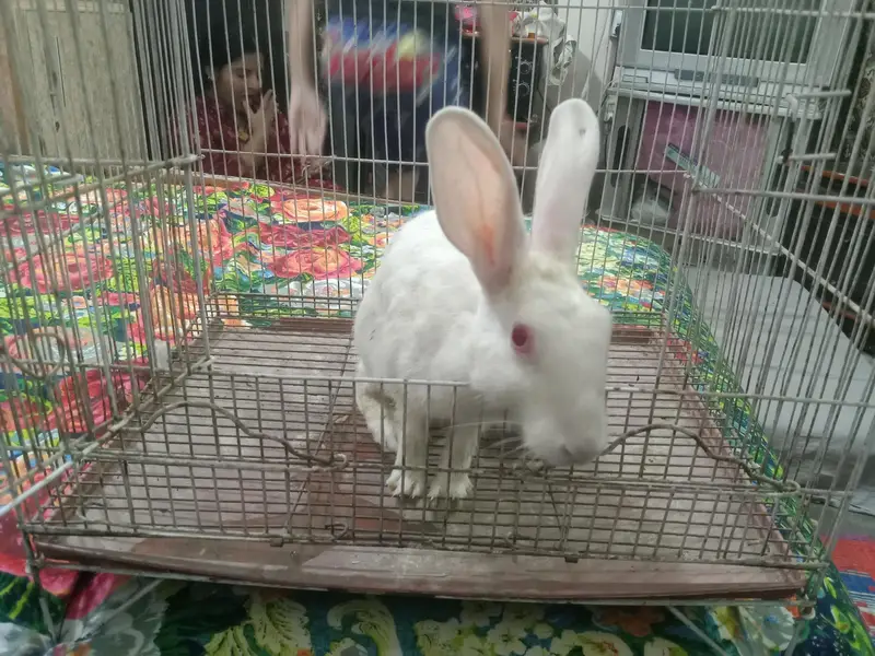 female rabbit for sale — photo 8