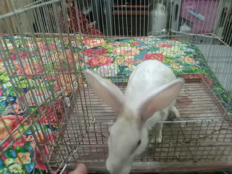 female rabbit for sale — photo 9