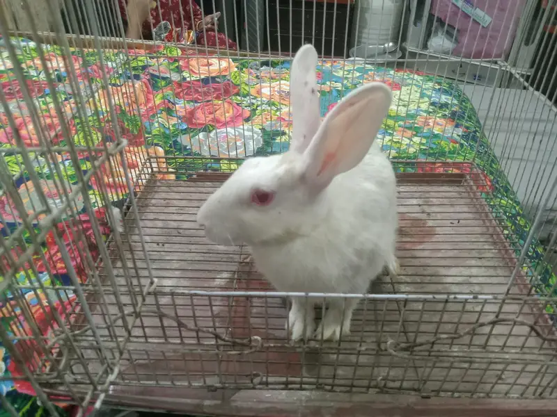female rabbit for sale — photo 10