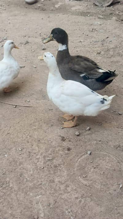 2 Pairs of Healthy Ducks for Sale