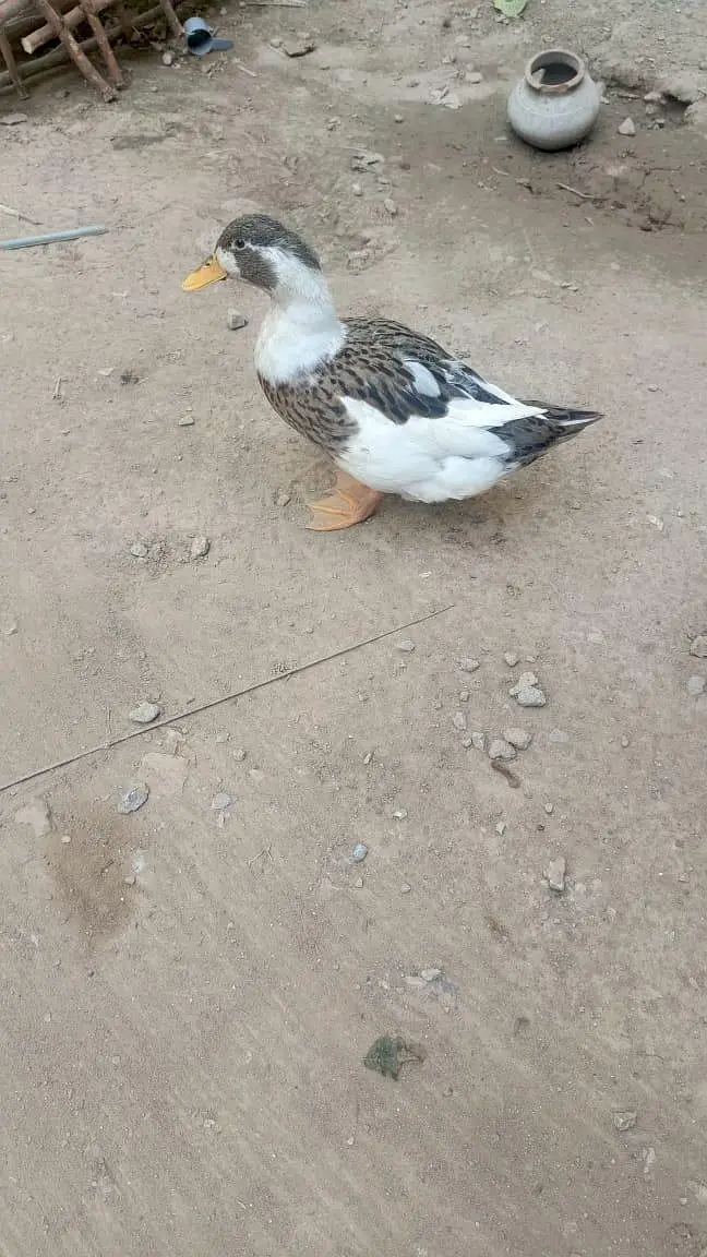 2 Pairs of Healthy Ducks for Sale — photo 2