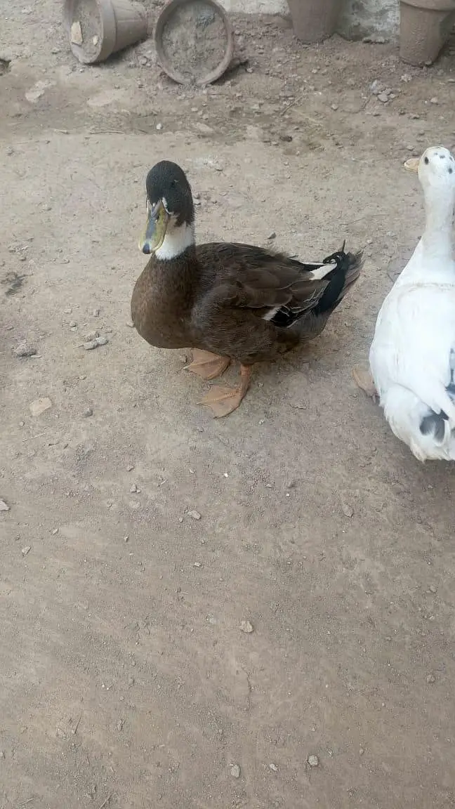 2 Pairs of Healthy Ducks for Sale — photo 3