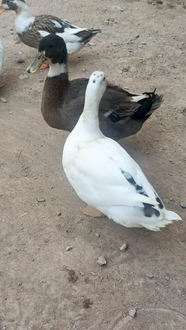 2 Pairs of Healthy Ducks for Sale — photo 4