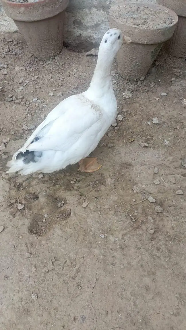 2 Pairs of Healthy Ducks for Sale — photo 5