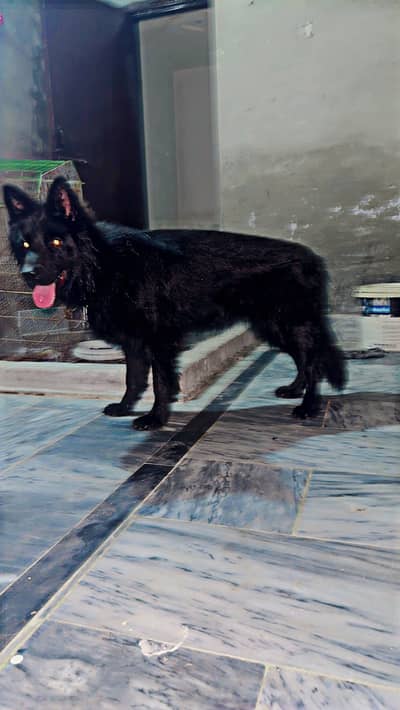 Black Shepherd Female For Sale heavy Muzz Face
