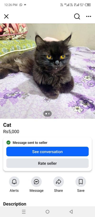 Persian cat