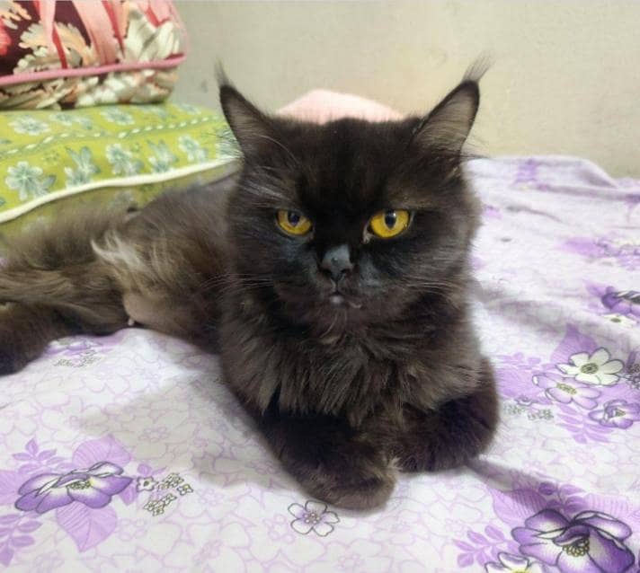 Persian cat 2