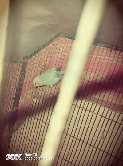 Love birds ke female ha urgent sale Karna ha