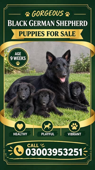 Black German shepherd puppies