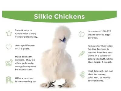 silky chicks 1 day to 45 days old
